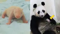 'He's a cutey,' The first giant panda cub born in Indonesia is playful - also squeals and squirms in park video