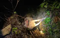 Perak Perhilitan installs trap, additional trail cameras in Bukit Bangkong