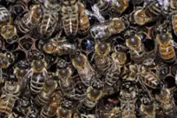 QuickCheck: Is it true honey bees communicate through dance?