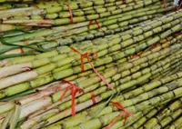 QuickCheck: Is it true that cars in Brazil use sugar cane as fuel?