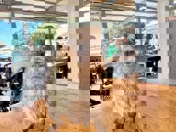 The world's happiest animal? Meet Australia's smiling quokkas