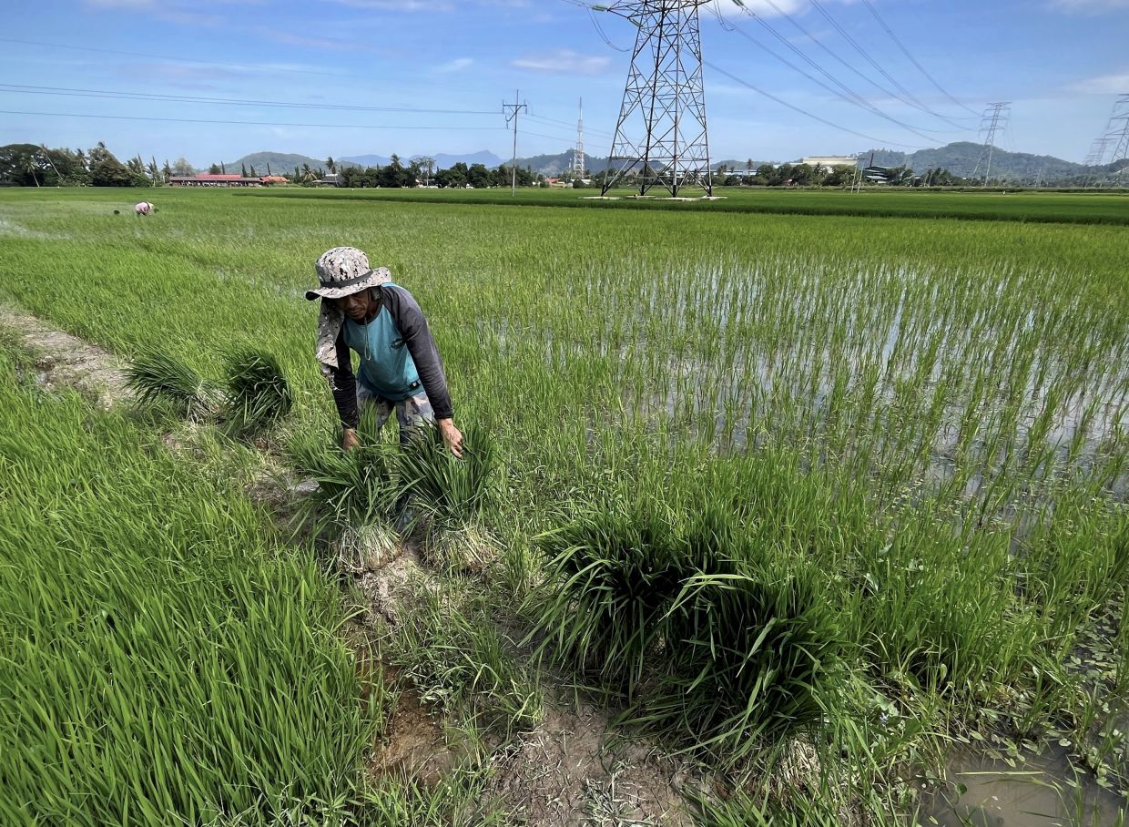 A farmer preparing his padi farms for the new season near the Penang-
Kedah border padi region in Tikam Batu, Kedah. - ZHAFARAN NASIB/ The Star