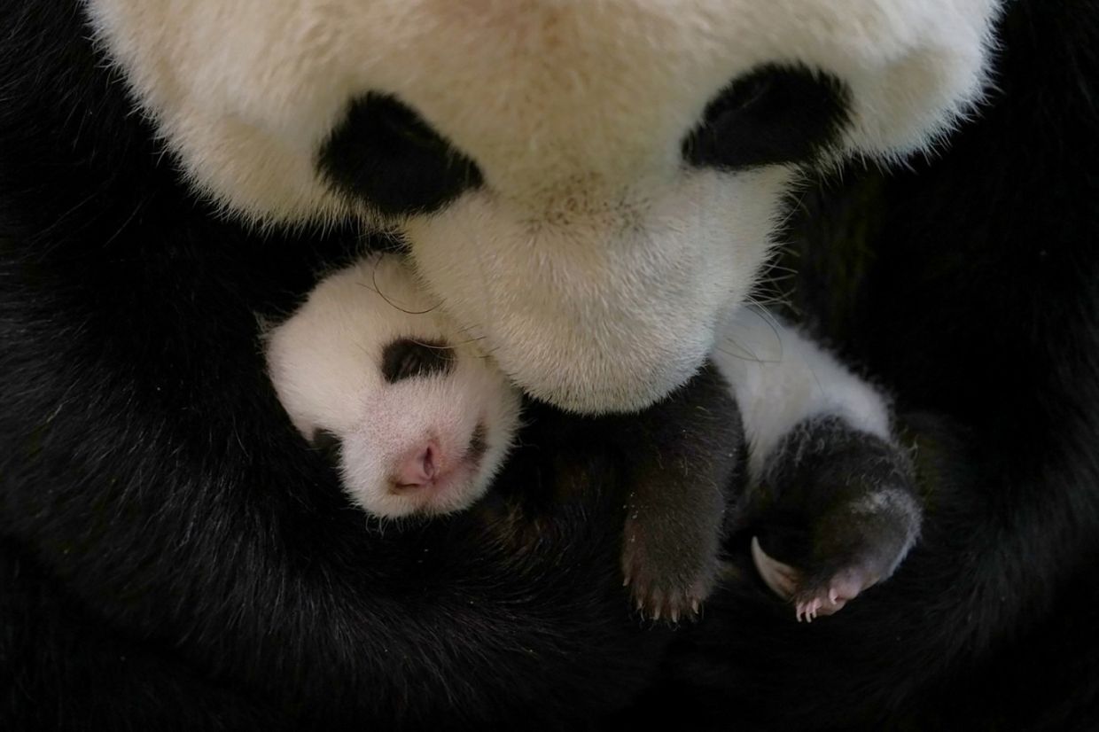 Indonesia welcomes first panda born in the country, named Rio