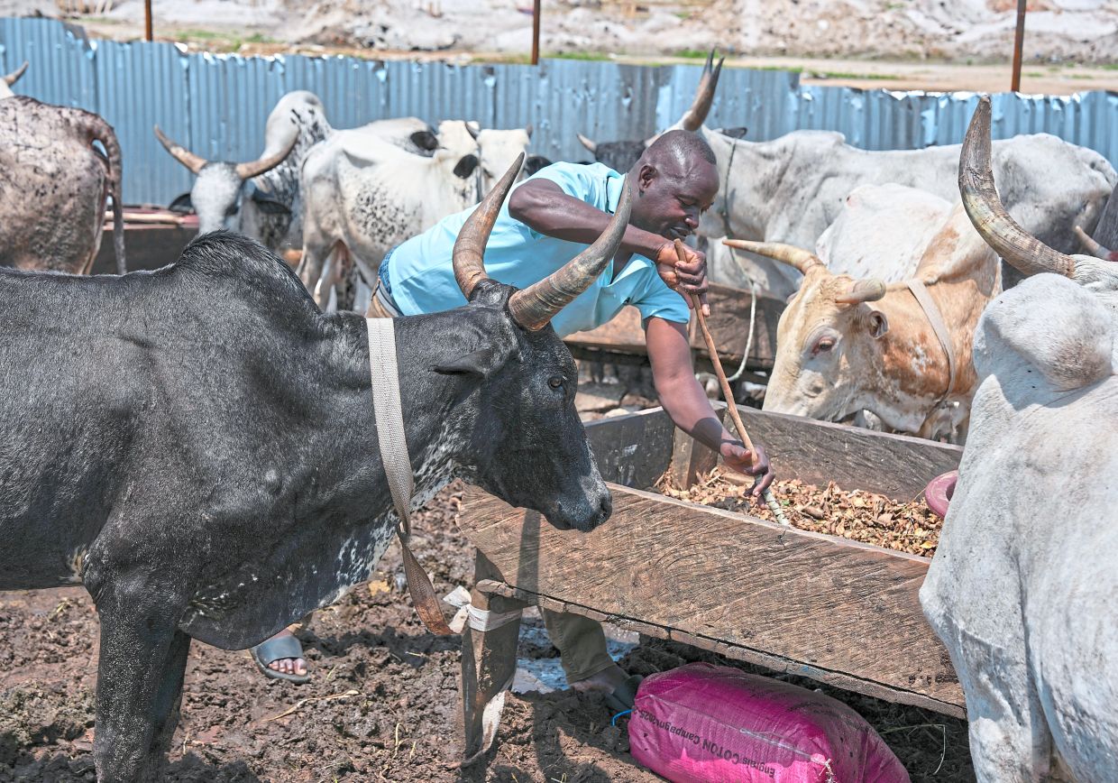 Herders pivot to an unusual city life as conflict grips Africa's Sahel region