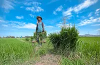 Hot and dry weather spell good news for farmers