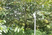 Farmers diversifying economic models in a bid to increase income