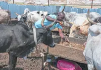 Herders pivot to an unusual city life as conflict grips Africa's Sahel region