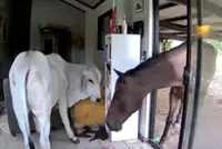 Moo dunnit? Dog lets bull, horse into living room in Australia
