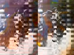 Taiwan RedNote ban backfires, driving mainland Chinese app’s top download rise