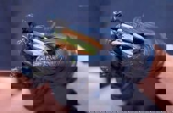 Nuts over pistachios: Boosted by the 'Dubai chocolate' craze, Argentina bets on this nut