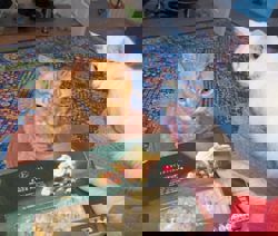 Katz Tales: The Christmas cats get their own festive treats