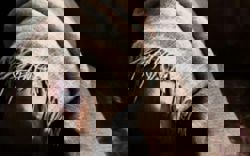 Want to master scarf styling? Learn from the French – they're the true experts