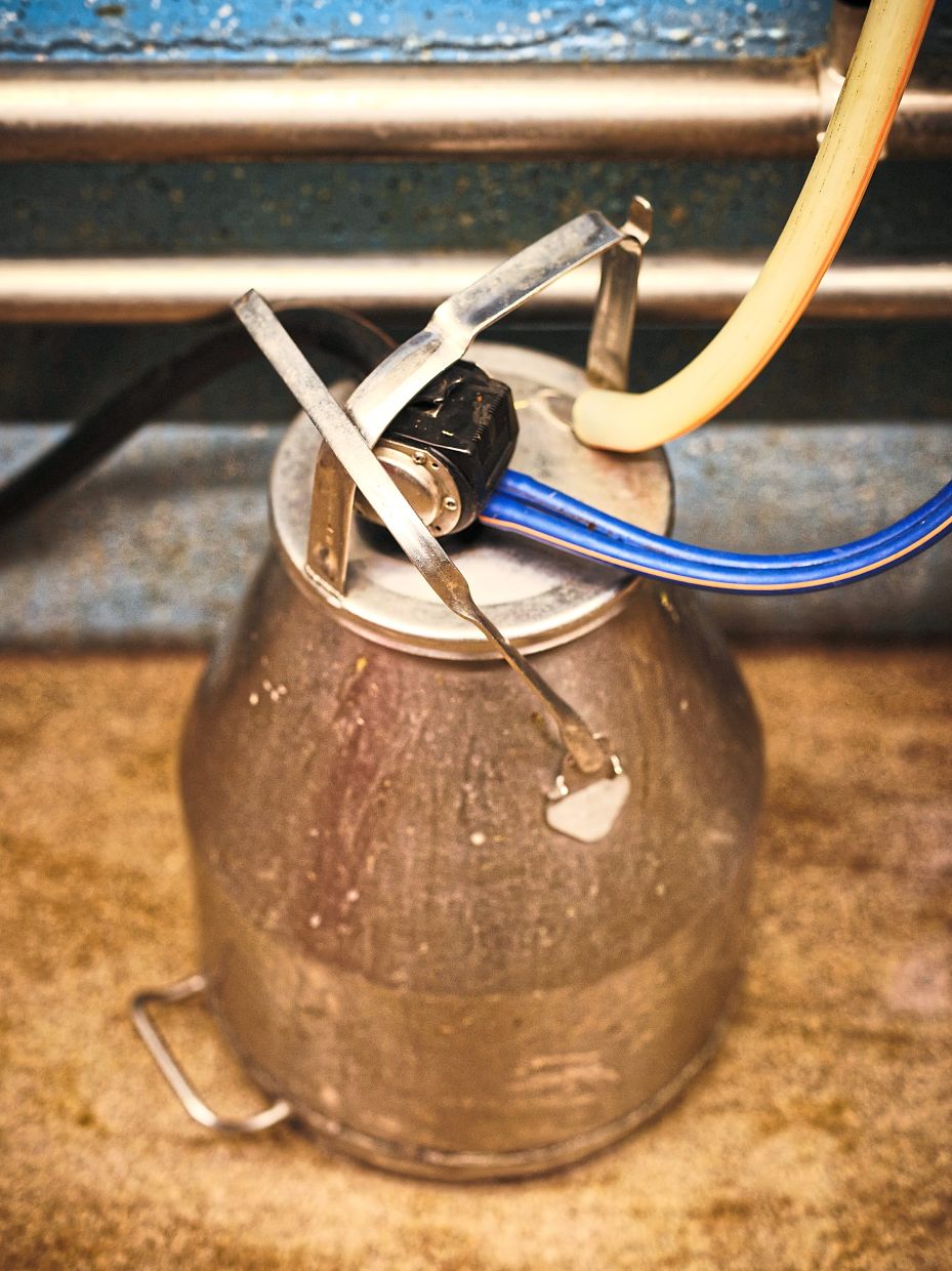 Milk ispumped into a canat beuret’s farm incorban. — Leameienberg/The NewYork Times