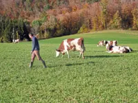 Cows, culls   and cutbacks