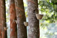 Natural rubber output up 11.4% in October 2025