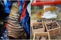Interpol seizes record 30,000 living animals from the illegal wildlife trade