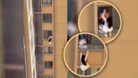 Video of China woman evading lover’s wife by scaling high-rise wall to hide next door goes viral