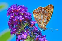 Bad effects of bug sprays on humans 