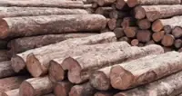 10 arrested for smuggling timber in Myanmar