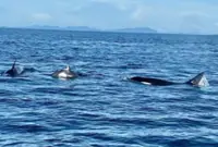 Malaysia prepares historic National Plan of Action for marine mammal conservation