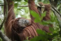 Indonesia floods were 'extinction level' for rare orangutans