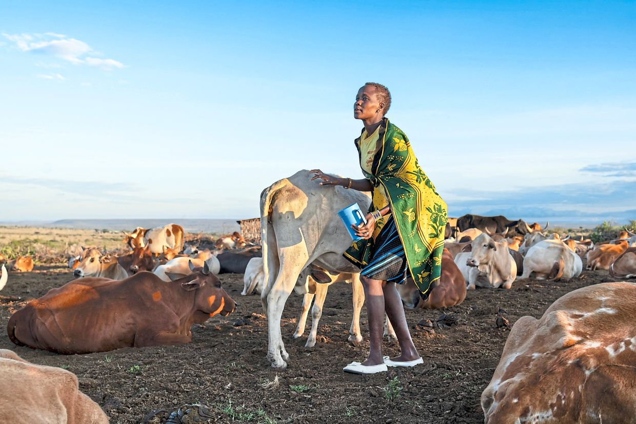 A Maasai woman milking her community’s cows at one of the settlement areas for community residents at the Nashulai Maasai Conservancy. — AFP