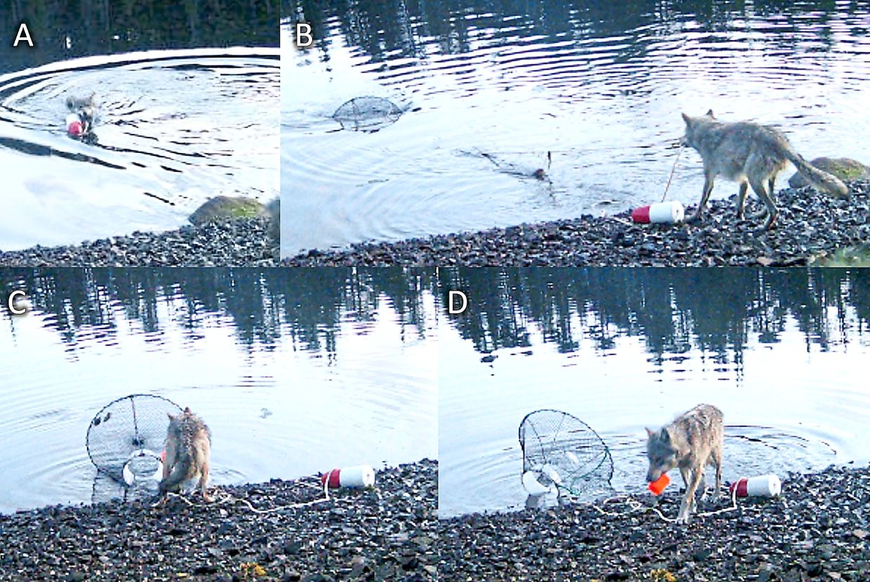 A four-image collage showing a wolf pulling a buoy attached to a crab trap to the shore to eat the bait from the trap in the Heiltsuk territory of the central coast of British Columbia, Canada. — Kyle Artelle and Paul C. Paquet/The New York Times