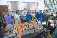 No new plantations in forest areas