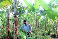 Malaysia’s agricultural cooperatives need to evolve