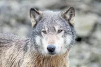 How a wolf steals a meal