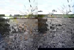 Cambodia says Thailand still bombing hours after Trump truce call