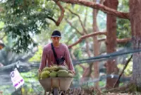 INTERACTIVE: Four Malaysian durian varieties registered, international protection needed