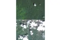 Orang utan ‘extinction level’ event