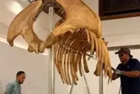 Asian elephant skeleton to become new attraction at Terengganu Museum