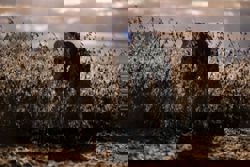 ‘A slap in the face’: some US farmers unhappy with Trump’s US$12 billion bailout