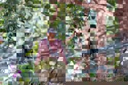 INTERACTIVE: Four Malaysian durian varieties registered, international protection needed