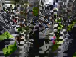 Immigration raids lead to detention of 49 illegal immigrants in Johor