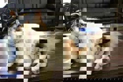 Funeral held in Japan for cat stationmaster Nitama, with 500 fans bidding farewell