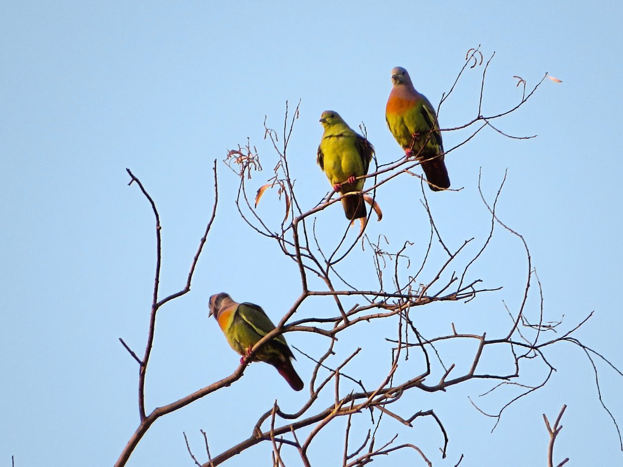 Pink-necked green pigeons perched on branches at Subang Ria Park.
