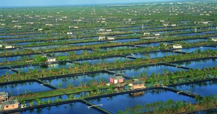 Indonesia bolsters aquaculture drive as fish output hits over five million tonnes