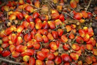 Palm oil inventories to stay elevated next year
