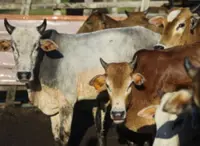 Malaysia needs three million cattle by 2040 to meet domestic needs