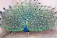 QuickCheck: Can peacock feathers produce laser light?