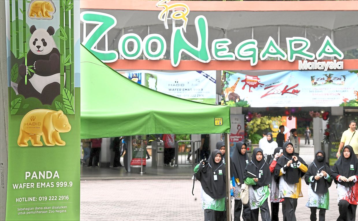 No panda-monium yet at Zoo Negara