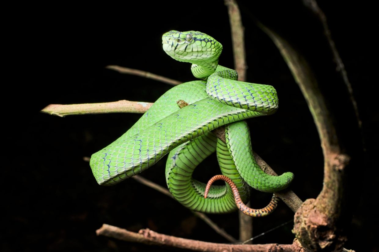 Jeepers, nighttime creepers!