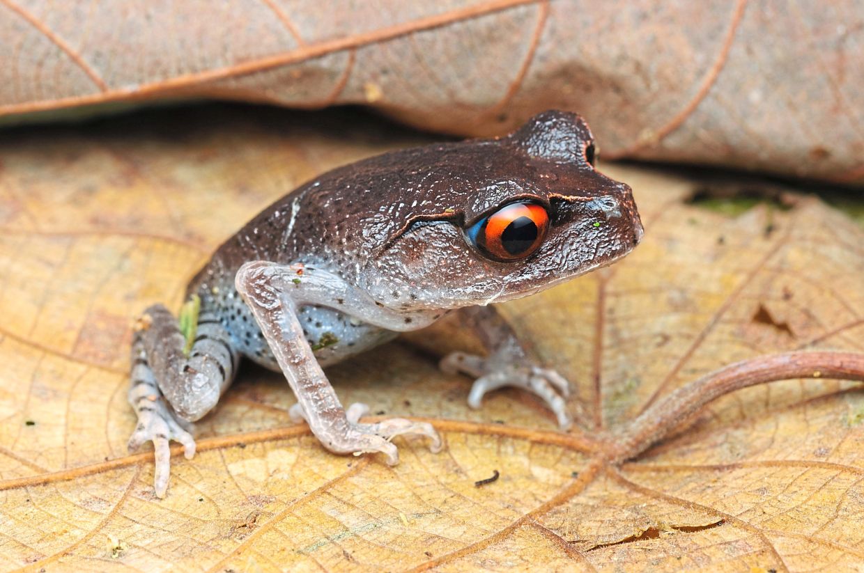 This Spotted Litter Frog (leptobrachium hendricksoni) is a looker, especially with those red eyes. 