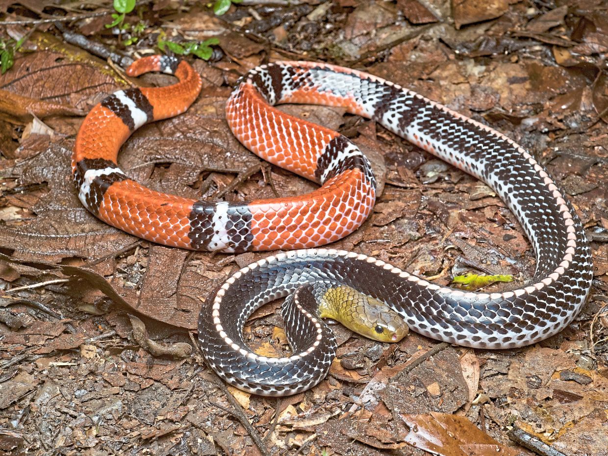 A Bornean Red-headed Krait (bungarus flaviceps baluensis), a brightly coloured but highly venomous species found in the forests of Borneo. 