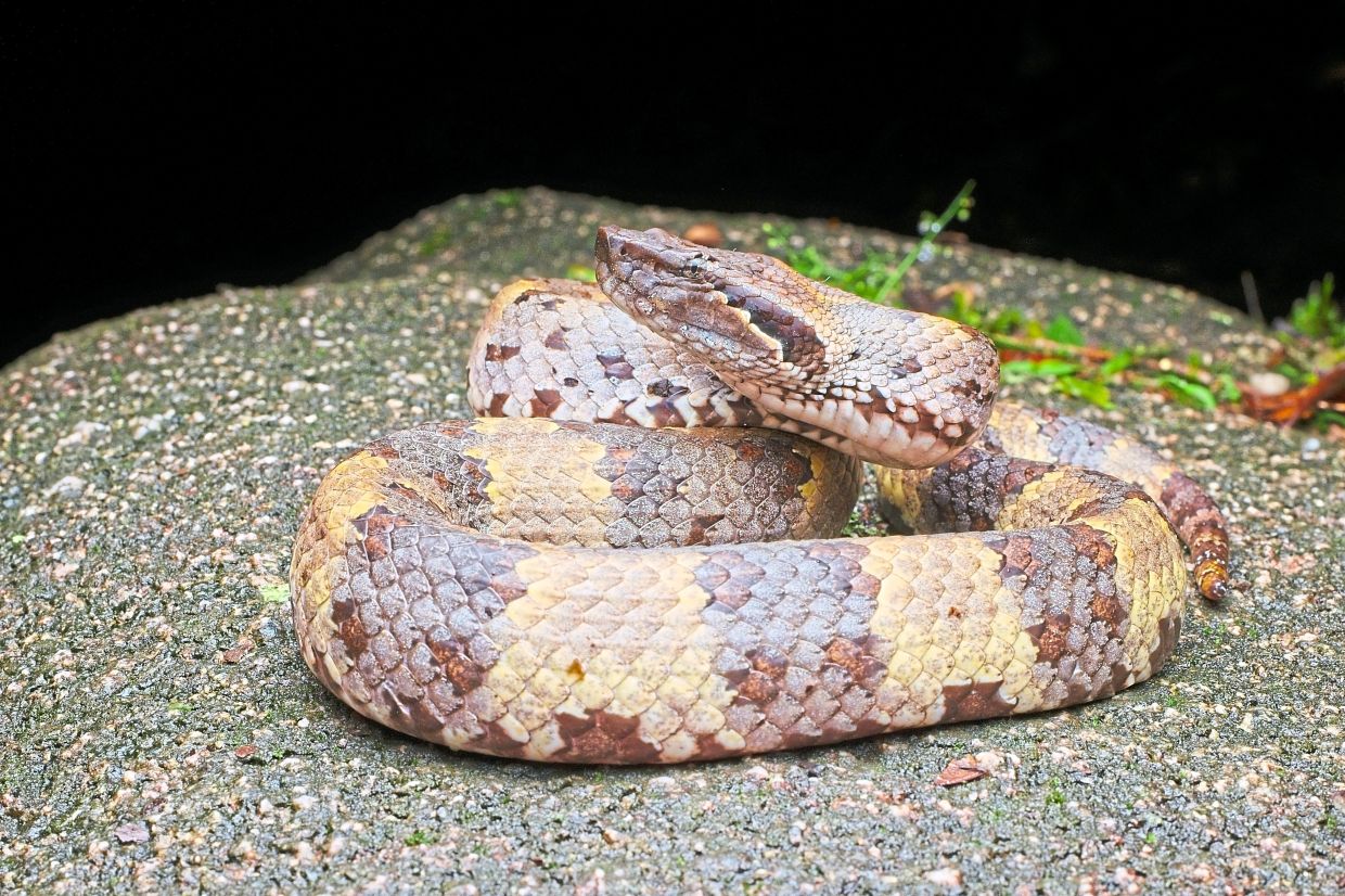 Chasen’s Pit Viper (garthius chaseni) – a shy montane viper found in Borneo’s highlands, often seen resting in a tight coil like this. 