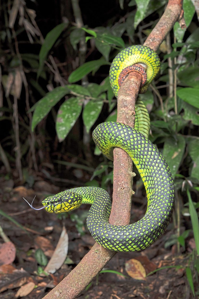 Malcolm’s Pit Viper (trimeresurus malcolmi), is a beautiful, venomous green pit viper species from Borneo, known for its striking looks and elusive nature in montane rainforests, often found near Mt Kinabalu athigh elevations.