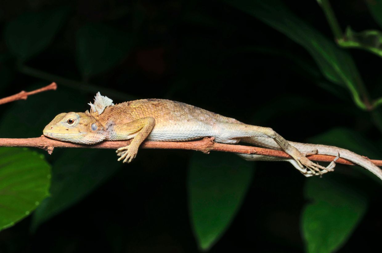 The Garden Fence Lizard (calotes versicolor) is a common lizard that can be found during a herping trip. 